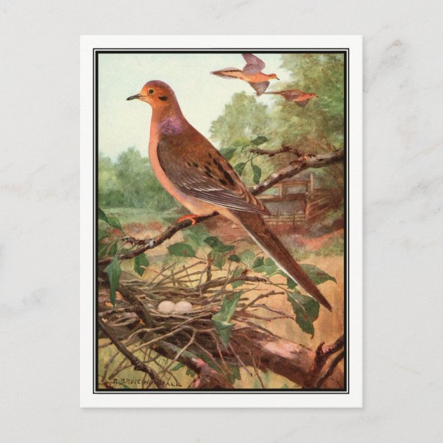 Postal Vintage Mourning Dove - Robert Bruce Horsfall (Anverso)