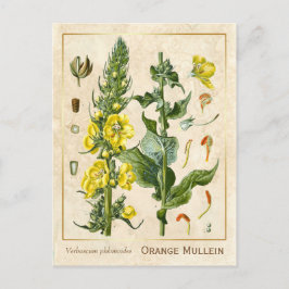 Postal Vintage Naranja de hierbas medicinales Mullein Bot