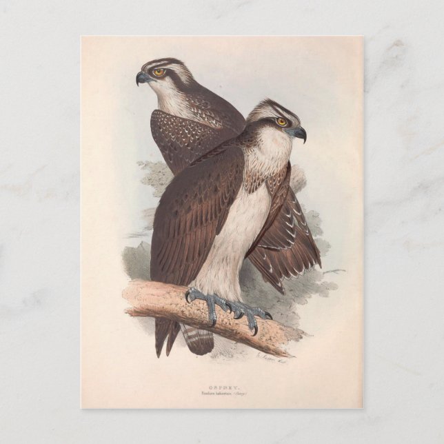 Postal Vintage Osprey Natural History Ilustracion (Anverso)