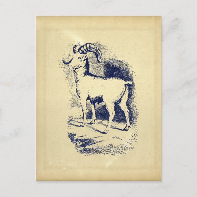 POSTAL VINTAGE OVEJA DE CUERNO GRANDE (Anverso)