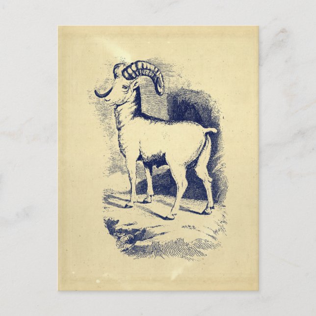 POSTAL VINTAGE OVEJA DE CUERNO GRANDE (Anverso)