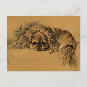 Postal Vintage Pekingeses Puppy