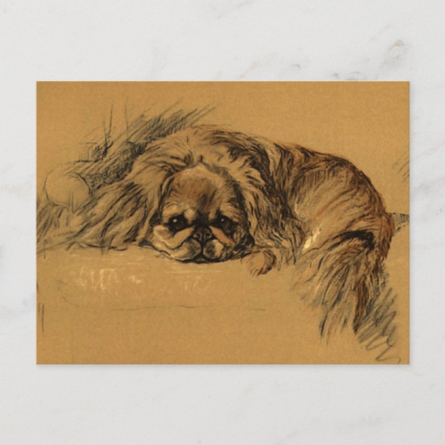 Postal Vintage Pekingeses Puppy (Anverso)