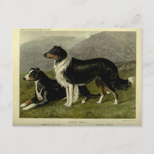 Postal Vintage Perro de oveja de la línea fronteriza