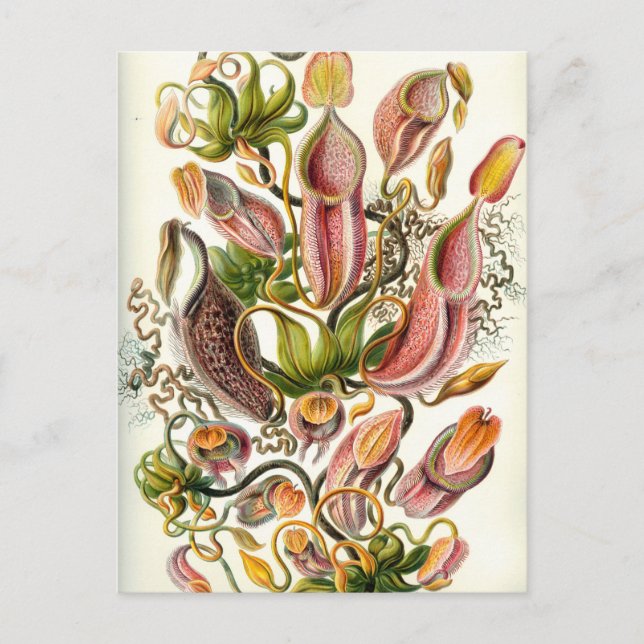 Postal Vintage Pitcher Plants (Anverso)