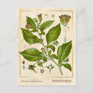 Postal Vintage Plant Nightshade Herb Botánico