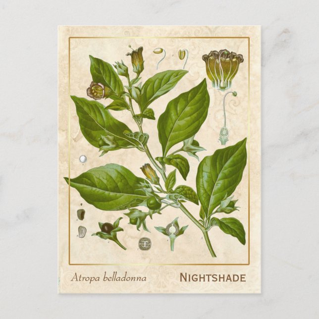 Postal Vintage Plant Nightshade Herb Botánico (Anverso)