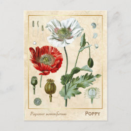 Postal Vintage Plant Rojo Flor de amapola Botánica