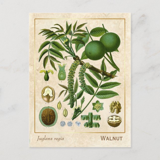 Postal Vintage Plant Walnut Tree Botanical (Anverso)