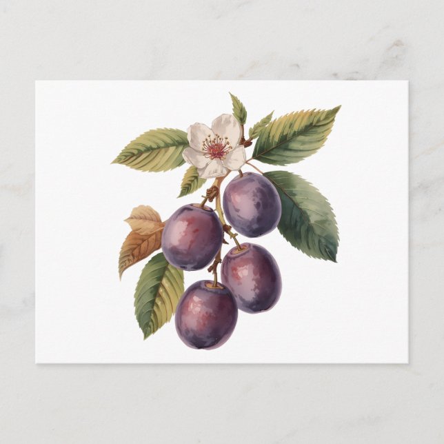 Postal Vintage Plum Fruit Branch with Plum Blossom  (Anverso)