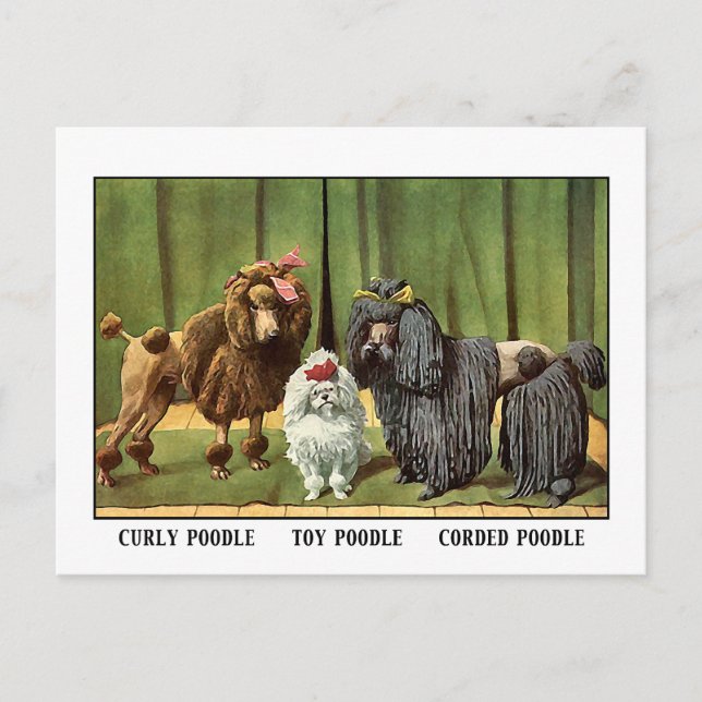 Postal Vintage Poodles (Anverso)