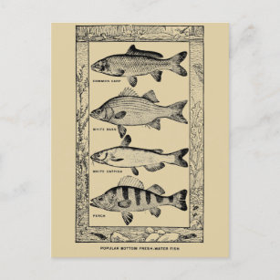 Postal Vintage popular pescado de agua dulce de Louis Rhe