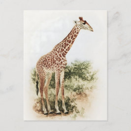 Postal Vintage pradera de jirafa sudafricana