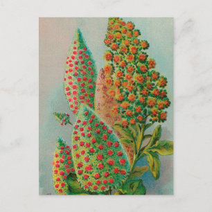 Postal Vintage : publicidad agrícola -