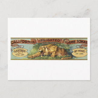 Postal Vintage RA Richards Lodi Ca Flame Cricket de fruta