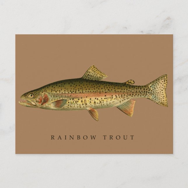Postal Vintage Rainbow Trout (Anverso)
