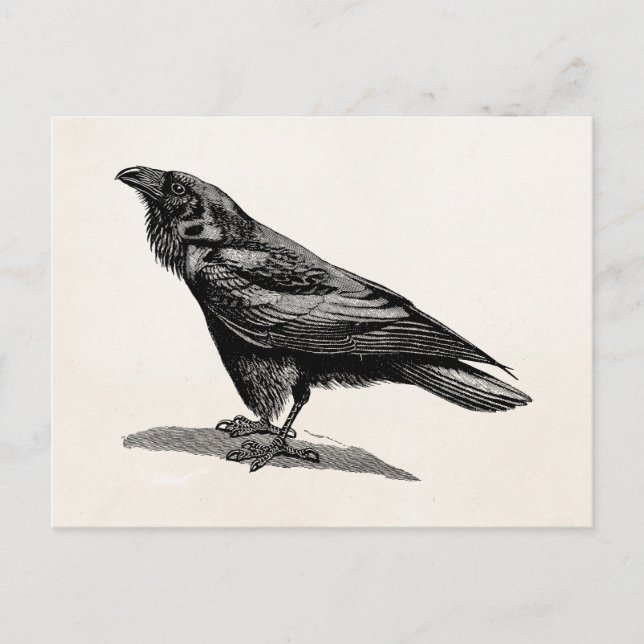 Postal Vintage Raven Crow Blackbird Ilustracion (Anverso)