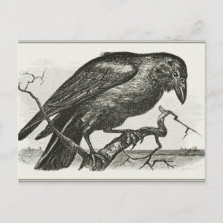 Postal Vintage Raven Woodcut