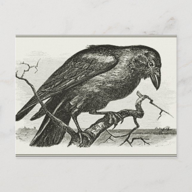 Postal Vintage Raven Woodcut (Anverso)