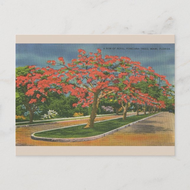 Postal Vintage Royal Poinciana Trees Miami Florida (Anverso)