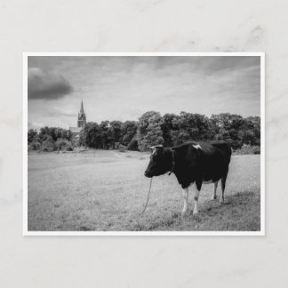 Postal Vintage rural con vaca en blanco y negro