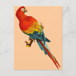Postal Vintage *Scarlet Macaw* Parrot Deseado
