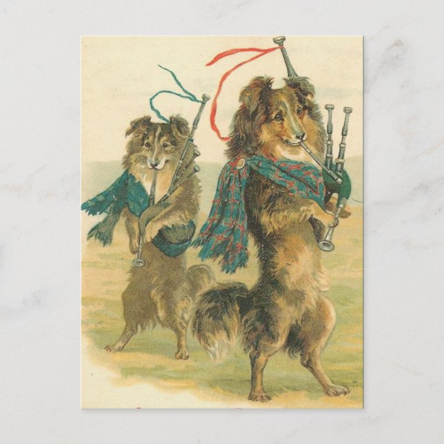Postal Vintage Scottish piper dogs collies (Anverso)