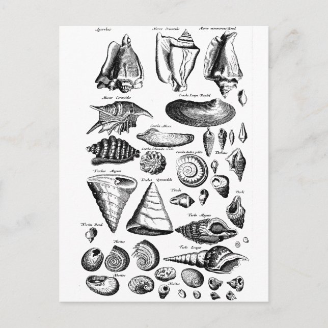 Postal Vintage Seasheles (Anverso)