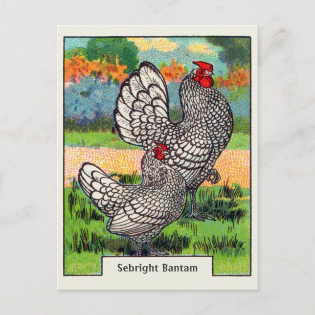 Postal Vintage Sebright Bantam Chicken (Anverso)