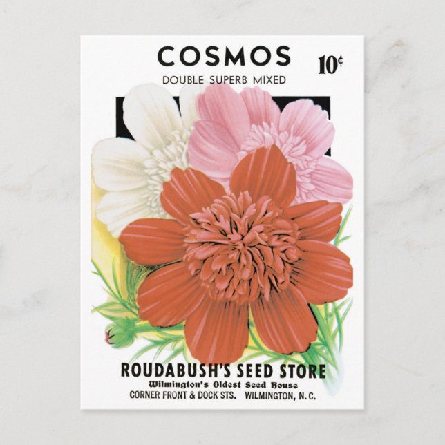 Postal Vintage Seed Packet Art, Cosmos Garden Flowers (Anverso)