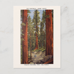 Postal Vintage Sentinels Trees Parque Nacional Sequoia