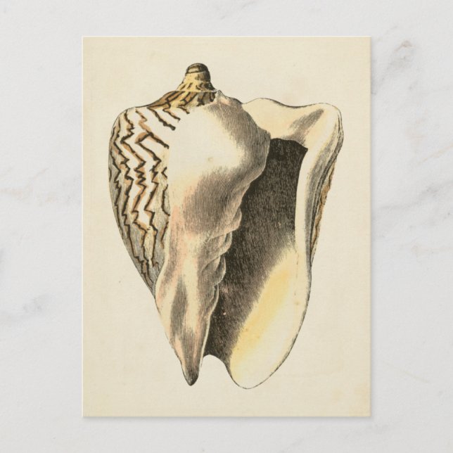 Postal Vintage Sepia Conch Shell (Anverso)