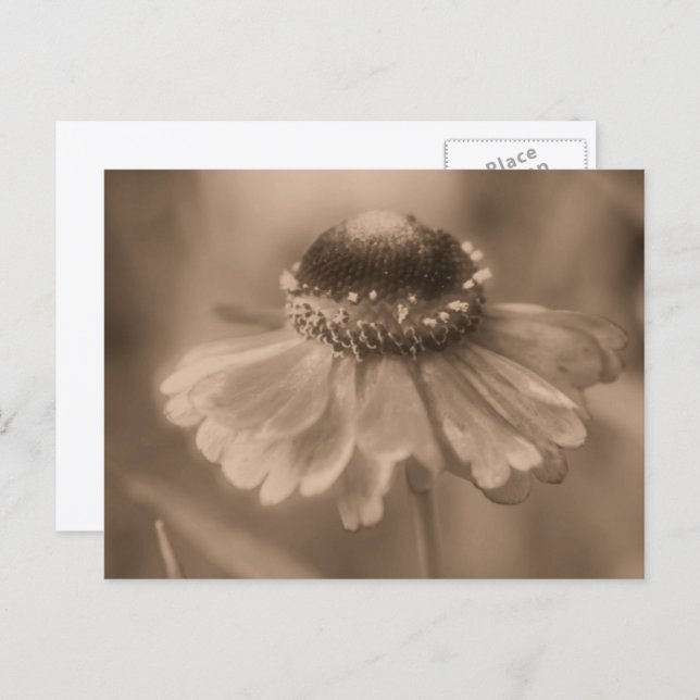 Postal Vintage Sepia Zinnia Flower Personalized (Anverso / Reverso)