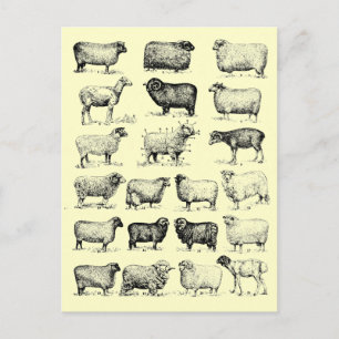 Postal Vintage Sheep