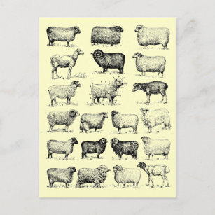 Postal Vintage Sheep