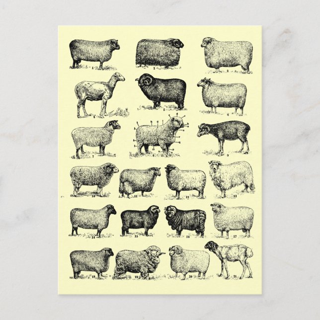 Postal Vintage Sheep (Anverso)