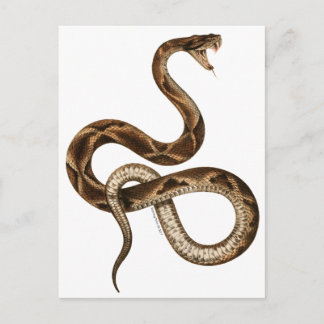 Postal Vintage Snake Ilustracion Fangs