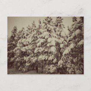 Postal Vintage Snowscape, Conifer, CO