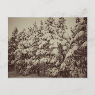 Postal Vintage Snowscape, Conifer, CO