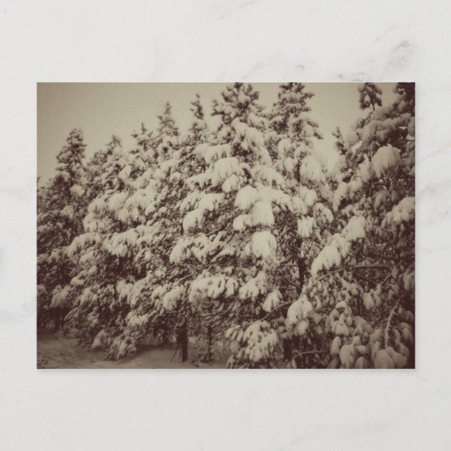 Postal Vintage Snowscape, Conifer, CO (Anverso)