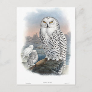 Postal Vintage Snowy Owl Gould