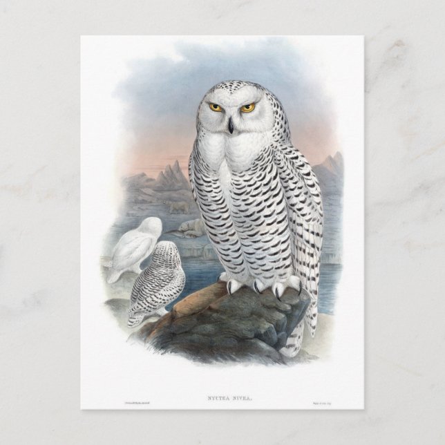 Postal Vintage Snowy Owl Gould (Anverso)