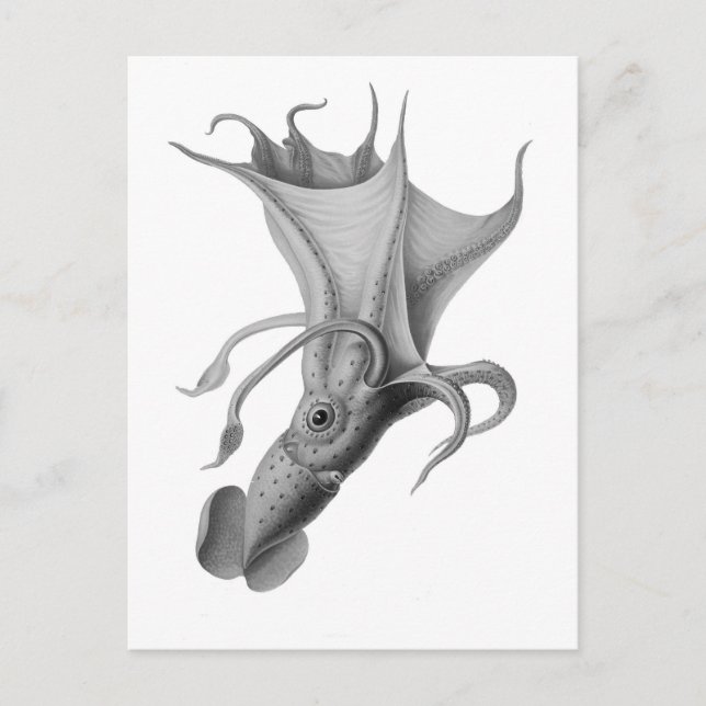 Postal Vintage Squid (Anverso)