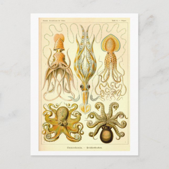 Postal Vintage Squid & Octopus Illustration (Anverso)