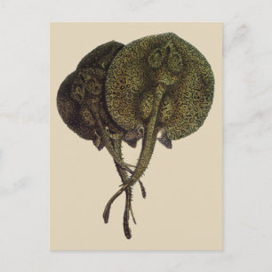 Postal Vintage Stingrays, animales marinos
