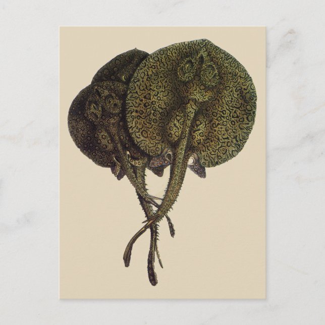 Postal Vintage Stingrays, animales marinos (Anverso)