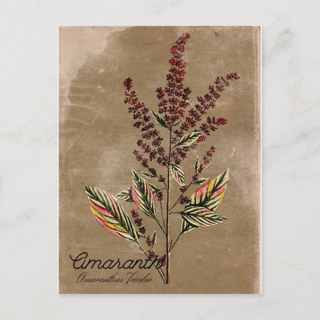 Postal Vintage Style Amaranth Plant (Anverso)