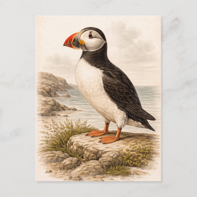 Postal Vintage-Style Puffin Illustration (Anverso)