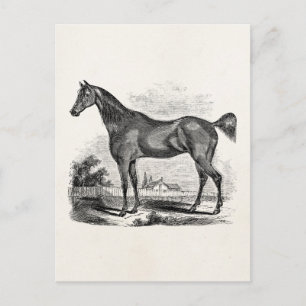 Postal Vintage Thoroughbred Horse Equestrian Personalizad