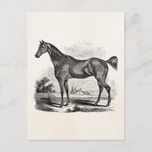 Postal Vintage Thoroughbred Horse Equestrian Personalizad (Anverso)